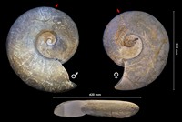 Leopoldia lévigata